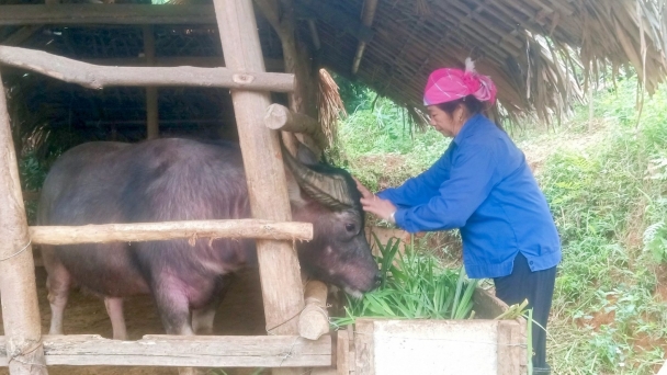 Chống rét cho vật nuôi để có nguồn hàng xuất bán dịp Tết