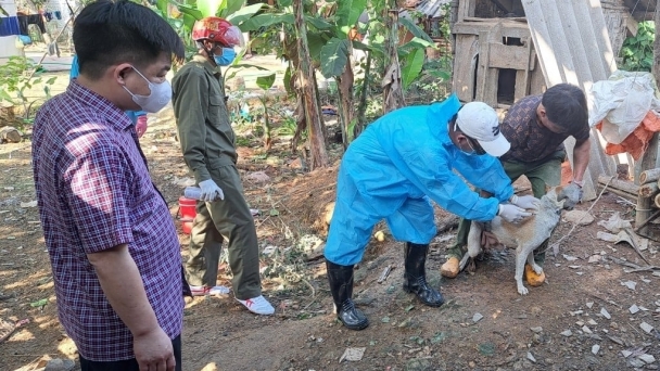 Nếu để chết người vì bệnh dại, Chủ tịch huyện phải chịu trách nhiệm