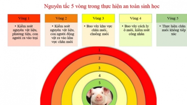 Amafarm, địa chỉ cung cấp heo đực giống Duroc Đài Loan hàng đầu Việt Nam