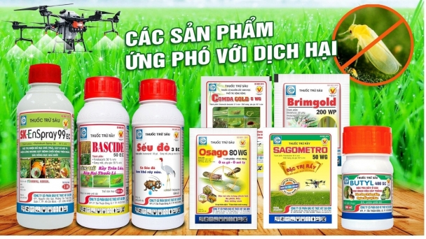 Rầy phấn trắng hại lúa