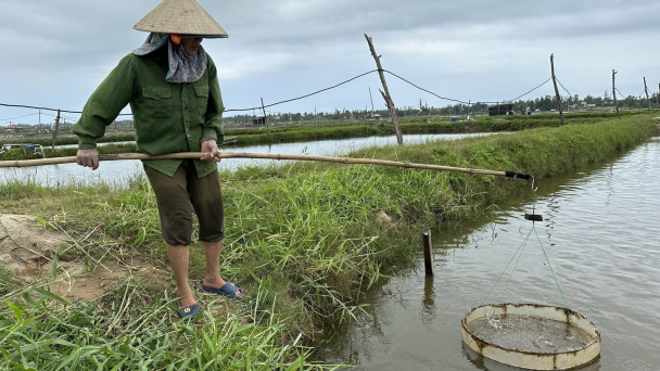 Tôm nuôi ở Quảng Nam chết hàng loạt