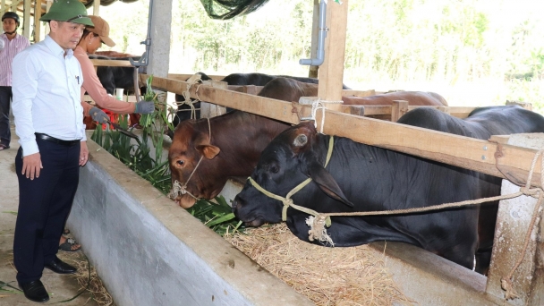 'Đất võ' phát triển 3 vật nuôi chủ lực: [Bài 1] Phải công nghệ cao