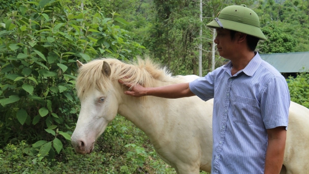 Nuôi ngựa bạch dưới tán rừng