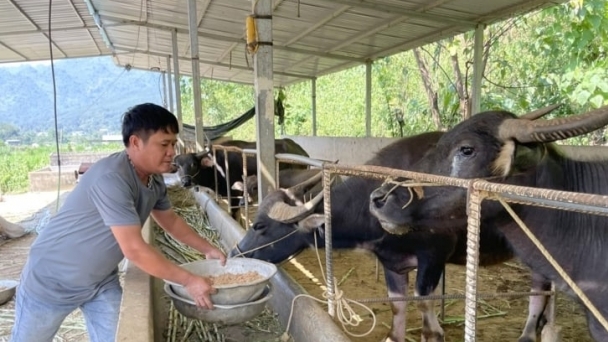 Chăn nuôi vùng cao chuyển mình