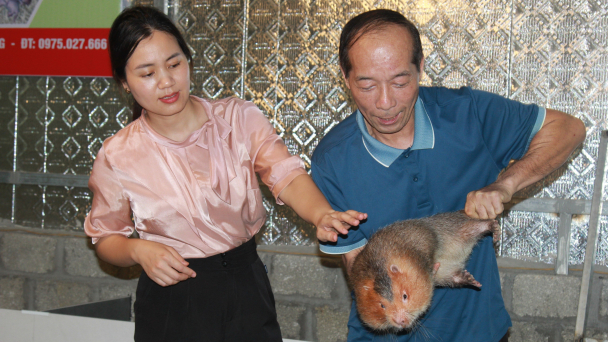 Nuôi con đặc sản cho thu nhập cao: [Bài 1] Dúi gặm tre