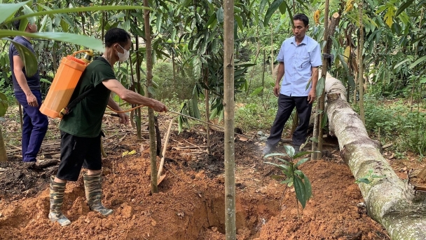 Xử lý nghiêm trường hợp giết mổ, bán chạy lợn bệnh