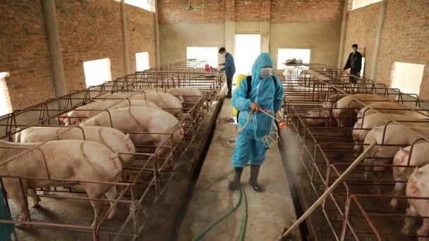 African Swine Fever causing billions of dongs in loss