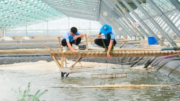 Biosafety shrimp farming with closed value chain and no antibiotics