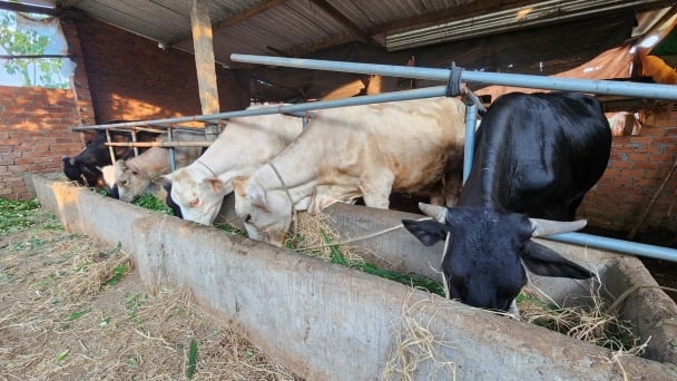 Chất lượng bò thịt Bình Định ngày càng được nâng cao