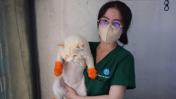 The rate of external parasites among pets in Vietnam surges