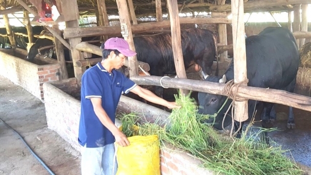 Giá bò tăng, người chăn nuôi yên tâm giữ đàn