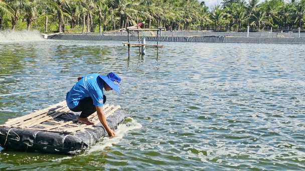 Ngăn chặn dịch bệnh trên tôm nuôi mùa nắng nóng