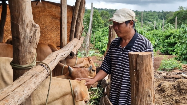 Thay đổi tập quán chăn nuôi ở miền núi: [Bài cuối] Nhốt chuồng lợi đủ đường