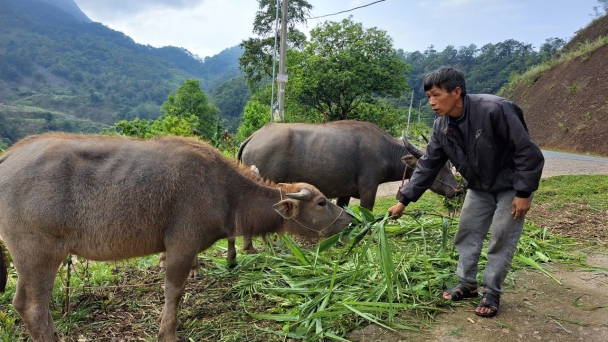 Nông hộ vùng cao sở hữu hàng chục trâu, bò