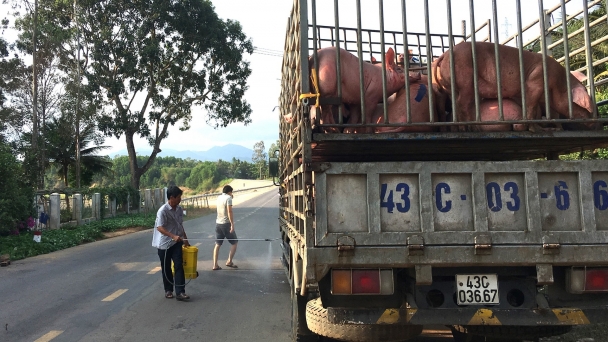 Không lơ là với dịch tả heo Châu Phi