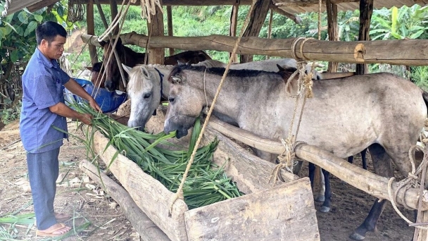 Chuyển từ nuôi lợn sang nuôi ngựa, kinh tế vùng cao bứt tốc