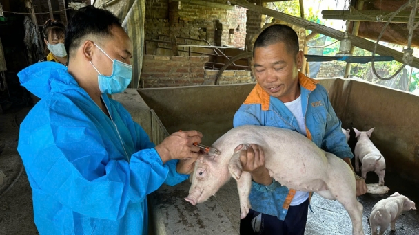 Bắc Ninh triển khai tiêm vacxin phòng dịch tả lợn Châu Phi toàn tỉnh