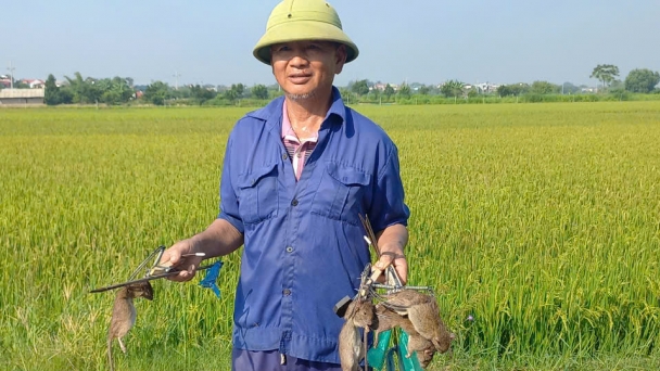 Đông Lỗ lãi lớn vụ mùa nhờ bẫy bán nguyệt phát huy hiệu quả