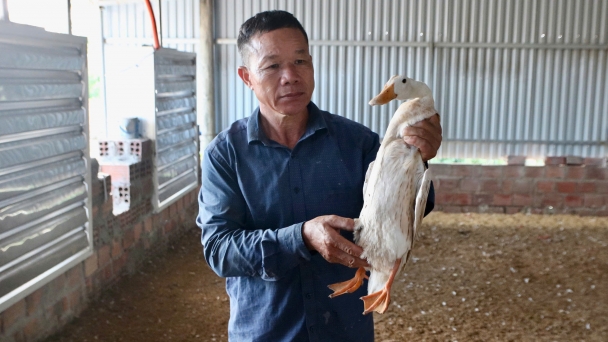 Chăn nuôi tan tác sau bão lũ: [Bài 2] 'Cả đời tích góp về số không'