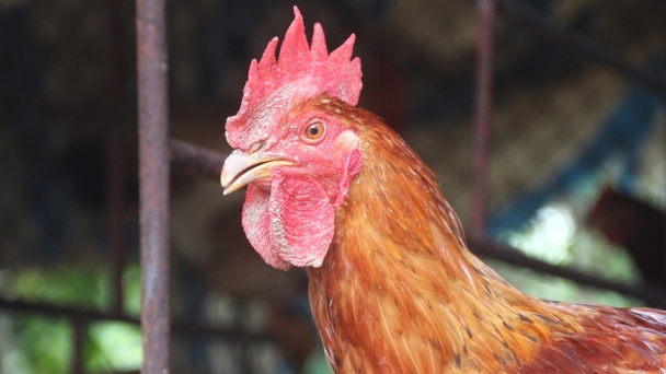 Transfer of advanced technical advancements to poultry farmers