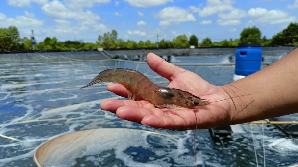 Super-intensive shrimp farming using herbal medicine