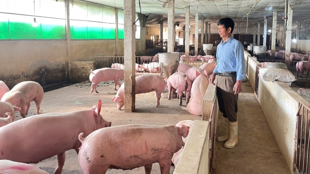 Feeding pigs green tea dust as a supplement to increase immunity