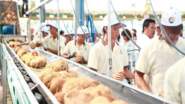 The coconut industry on the threshold of billion-USD exports