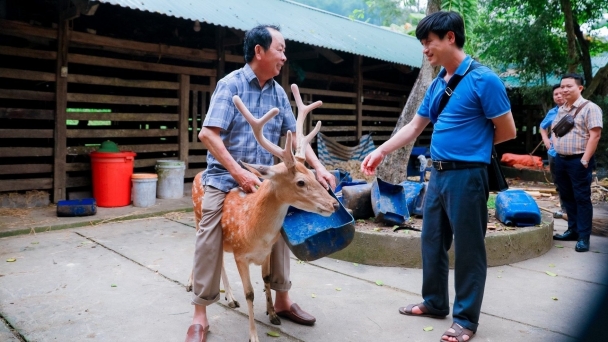 Nuôi hươu để… cưỡi