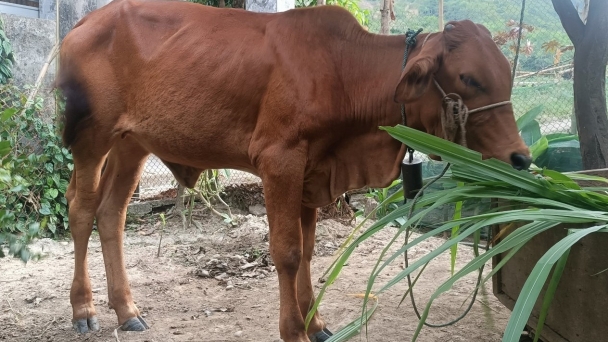 Nơi chương trình giảm nghèo mới vừa thoáng qua: [Bài 2] Nuôi bò mà lo ngay ngáy