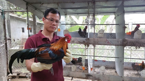 A farm of thousands of red junglefowl with zero disease for 12 years