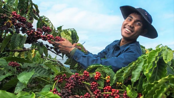 Xây dựng vùng nguyên liệu cà phê đạt chuẩn tại Tây Nguyên
