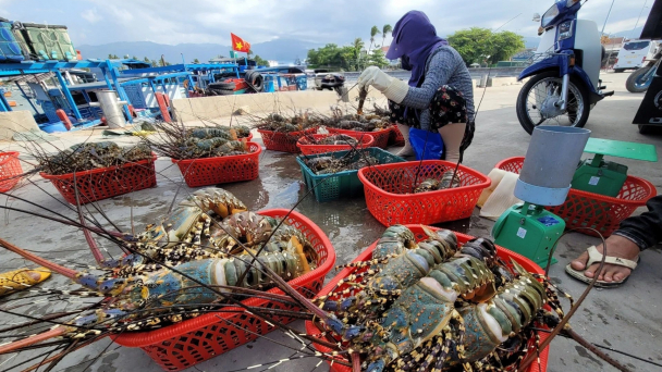 Nhận định nguyên nhân tôm hùm nuôi ở Khánh Hòa bị chết