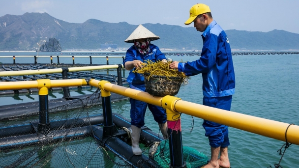 Nuôi biển đa loài - xu hướng phát triển mới