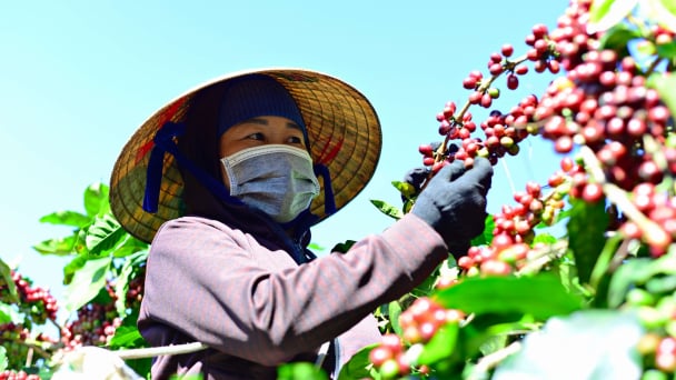 Sản lượng cà phê Việt Nam thấp nhất trong 4 năm