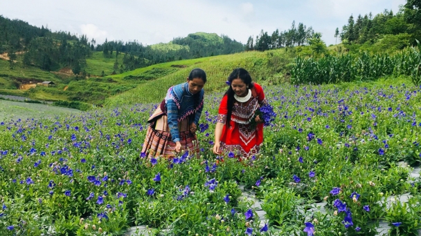 Mộc mạc cao nguyên Bắc Hà