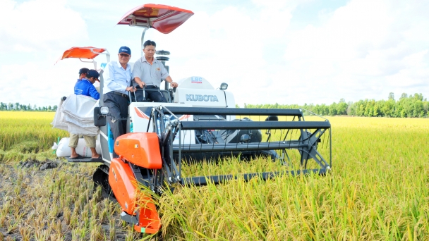 Lúa hè thu lợi nhuận tăng 5 - 8 triệu đồng so với cùng kỳ năm trước