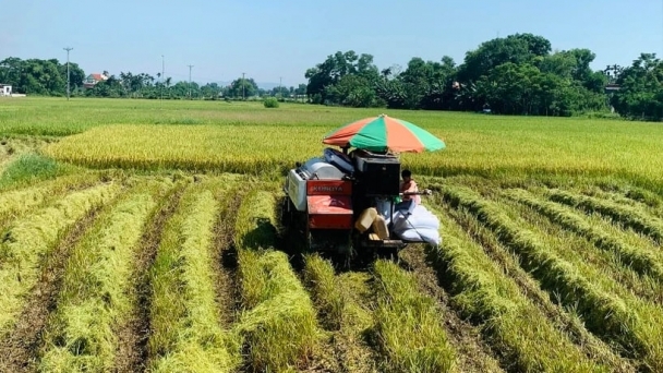 Diện tích, năng suất lúa hè thu giảm, nhưng ai cũng vui