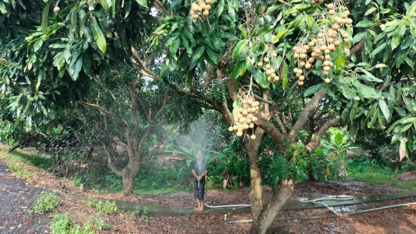 Đề phòng xâm nhập mặn lẫn triều cường dịp Tết Nguyên đán