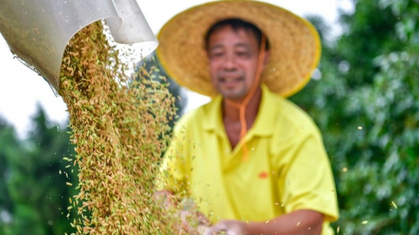Trung Quốc chọn ngô và đậu nành làm 'bệ phóng' tăng sản lượng ngũ cốc