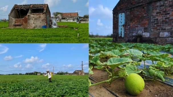 Greening a village 'obliterated' by sea storms