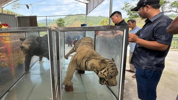 Bảo tàng tỉnh Lào Cai tiếp nhận tiêu bản động vật hoang dã