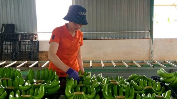 Vietnam surpasses the Philippines in taking the lead in banana exports to China