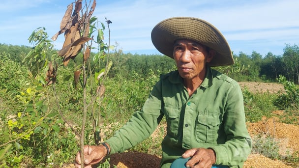 Thí điểm cây quế thất bại, tốn ngân sách, nông dân vẫn thiệt thòi
