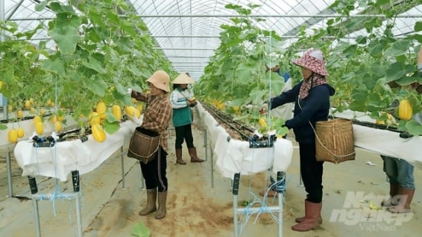 A Korean PhD moves to Moc Chau to grow melon pears