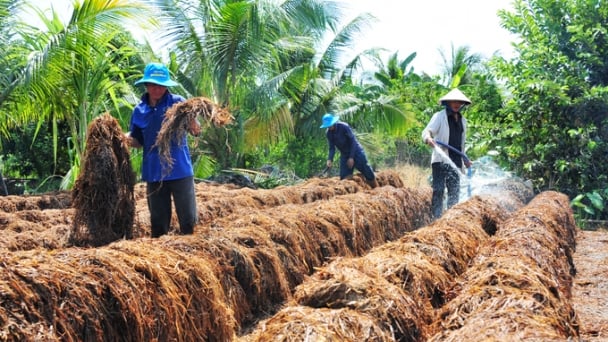 Utilization of rice by-products to save 1.4 million tons of fertilizers in Mekong Delta