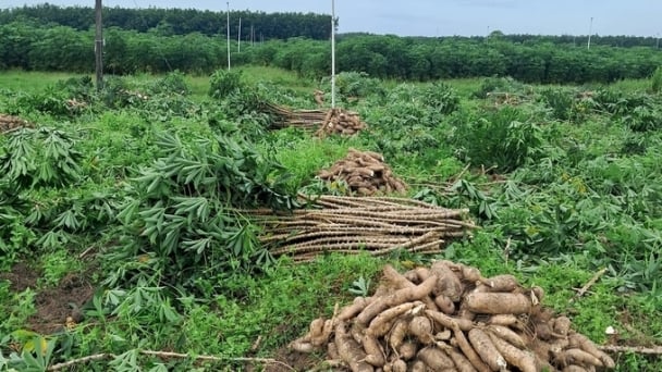 Vietnam's cassava industry needs outstanding products