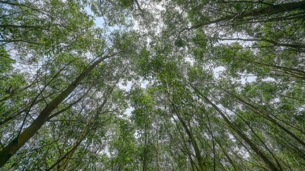 National Forest Certification System: The key to sustainable forestry development