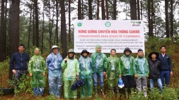 AFoCO supports Vietnam’s forestry industry to strengthen its forest management capacity