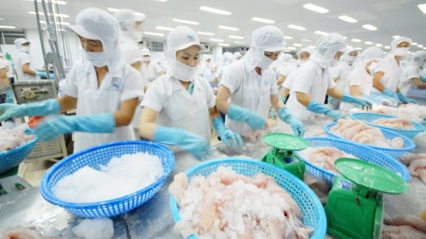 Seafood exports under pressure, VASEP expects open-door policy for enterprises