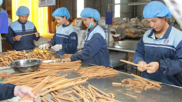 Doanh nghiệp trả thưởng cho hộ dân sản xuất quế hữu cơ